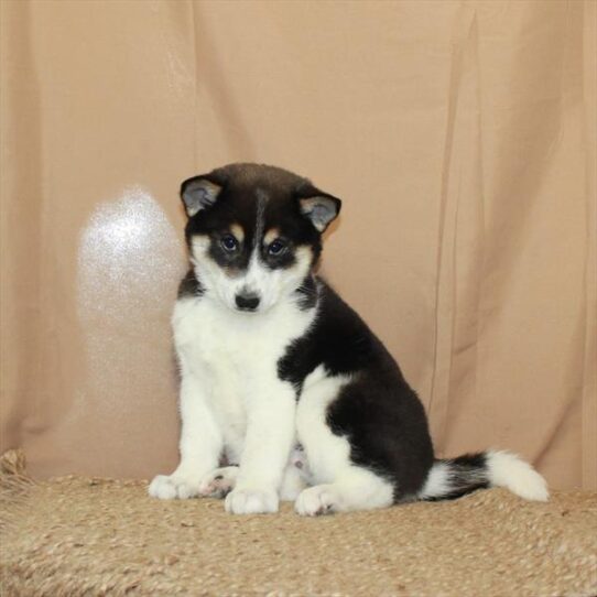 Shiba Inu DOG Female Black / Tan 5641 Petland Pensacola, Florida