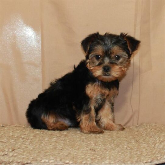 Yorkshire Terrier DOG Male Black / Tan 5642 Petland Pensacola, Florida