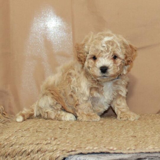 Bichon-Poodle DOG Male Apricot 5643 Petland Pensacola, Florida