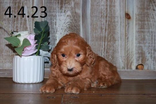 Goldendoodle Mini 2nd Gen DOG Female Red 5647 Petland Pensacola, Florida