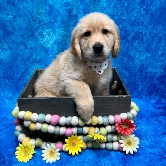 Golden Retriever DOG Male Golden 5623 Petland Pensacola, Florida