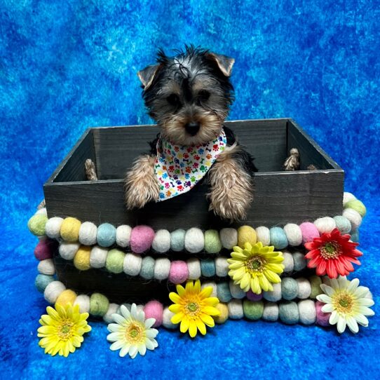 Silky Terrier-DOG-Female-Black/Tan-5624-Petland Pensacola, Florida