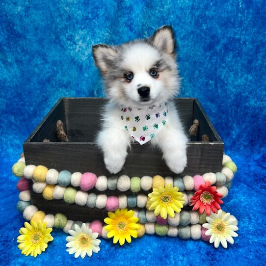 Pomsky 2nd Gen DOG Male Blue Merle 5644 Petland Pensacola, Florida