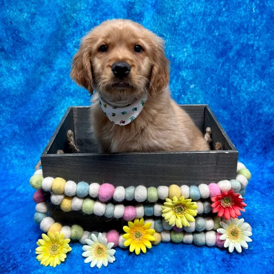 Golden Retriever DOG Male Golden 5649 Petland Pensacola, Florida