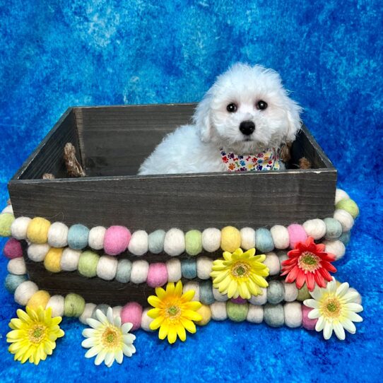 Bichon DOG Male White 5671 Petland Pensacola, Florida