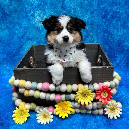 Miniature Australian Shepherd DOG Female Tri 5672 Petland Pensacola, Florida