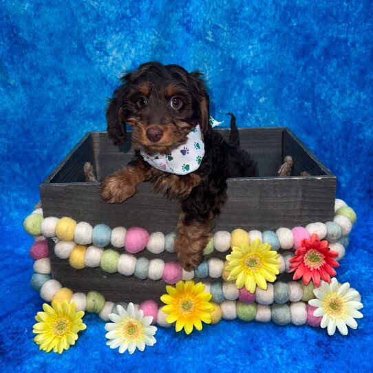 Dachshund DOG Female Chocolate/Tan 5673 Petland Pensacola, Florida