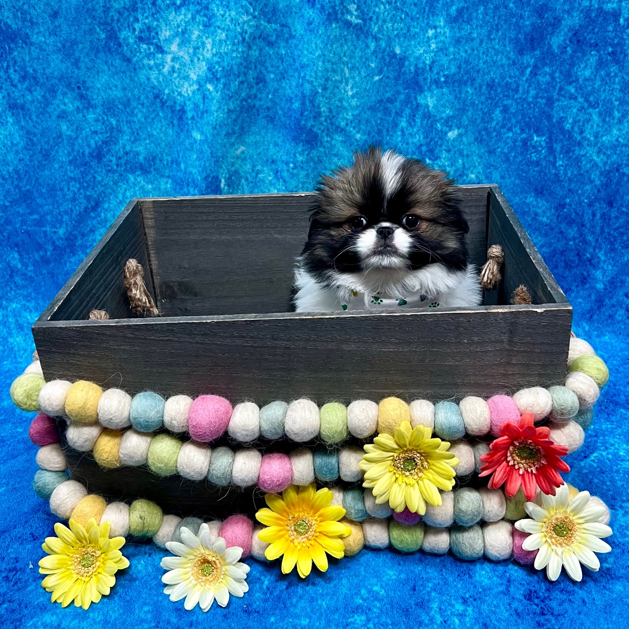 Japanese Chin Japanese Chin Petland Pensacola, Florida