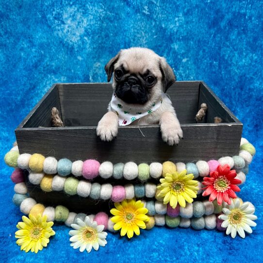 Pug DOG Male Fawn 5678 Petland Pensacola, Florida