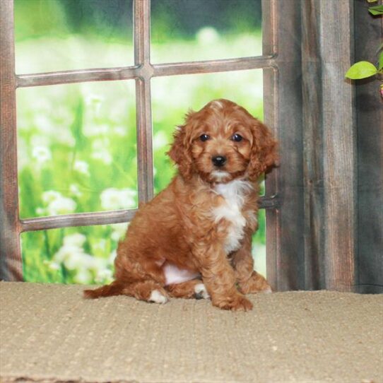 Cavapoo DOG Female Ruby 5685 Petland Pensacola, Florida