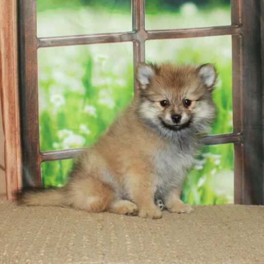 Pomeranian DOG Male Red Sable 5686 Petland Pensacola, Florida