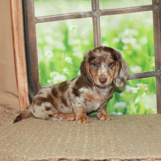 Dachshund DOG Male Chocolate / Tan 5687 Petland Pensacola, Florida