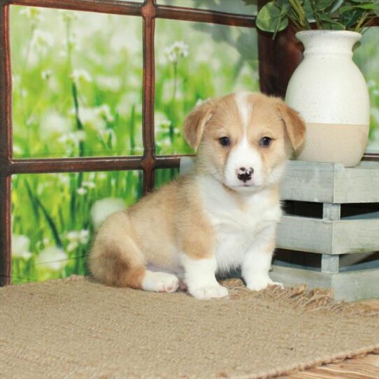 Pembroke Welsh Corgi DOG Male Red Merle 5688 Petland Pensacola, Florida