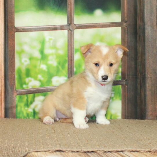 Pembroke Welsh Corgi DOG Female Red Merle 5689 Petland Pensacola, Florida