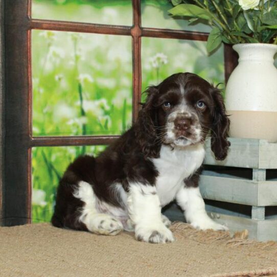 Cocker Spaniel DOG Male White / Chocolate 5690 Petland Pensacola, Florida