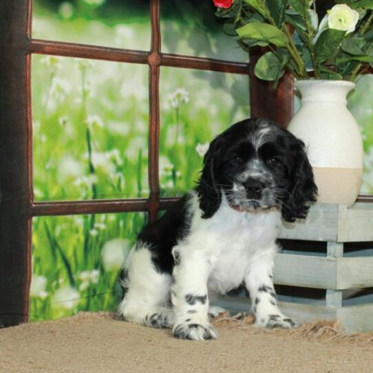 Cocker Spaniel DOG Female White / Black 5691 Petland Pensacola, Florida