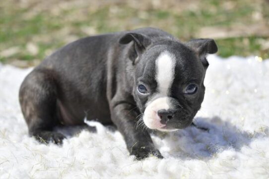 Boston Terrier DOG Female Black / White 5697 Petland Pensacola, Florida