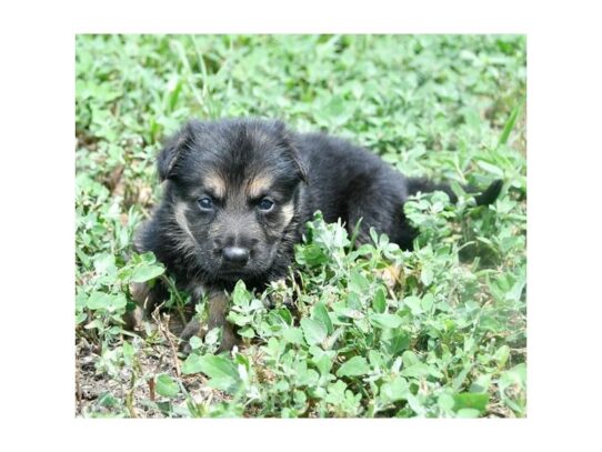 German Shepherd Dog DOG Male Black / Tan 11096 Petland Pensacola, Florida