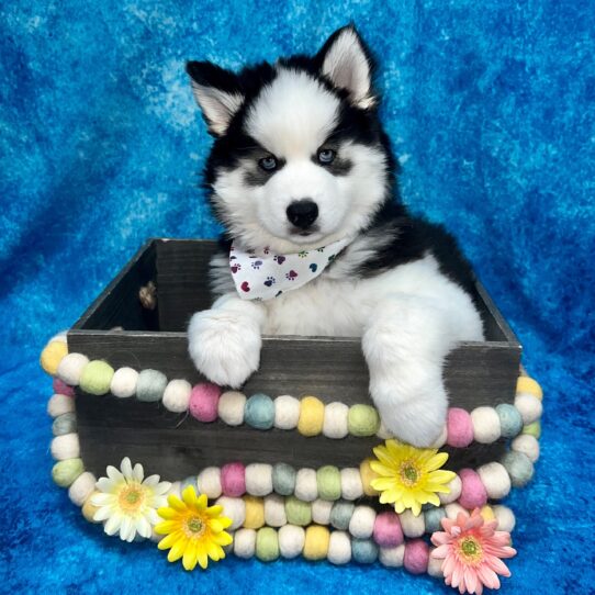 Siberian Husky DOG Female Black / White 5695 Petland Pensacola, Florida