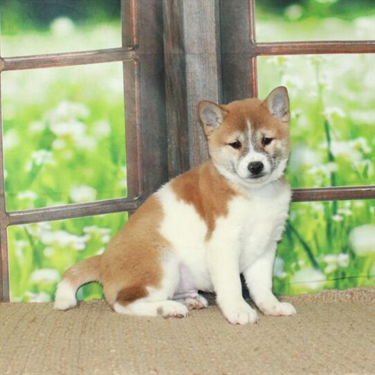 Shiba Inu DOG Male Red Sesame 5698 Petland Pensacola, Florida