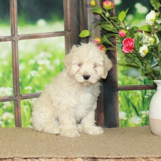 Schnoodle-DOG-Male-Apricot-5699-Petland Pensacola, Florida