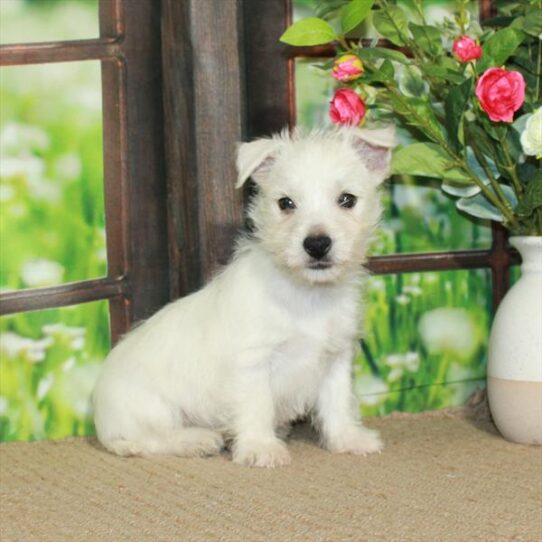 West Highland White Terrier-DOG-Male-White-5700-Petland Pensacola, Florida