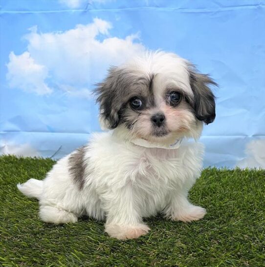 Peke-a-poo-DOG-Female-White / Sable-5701-Petland Pensacola, Florida