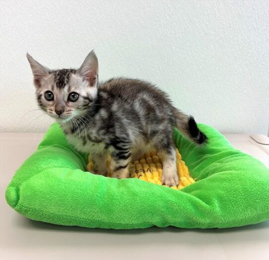 Bengal KITTEN Male Black Silver 5702 Petland Pensacola, Florida