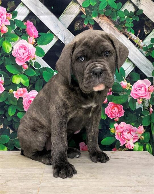 Cane Corso-DOG-Female-Blue Brindle-5704-Petland Pensacola, Florida