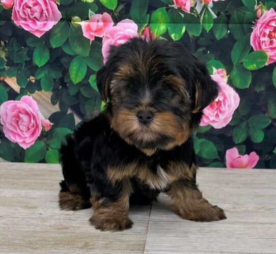 Yorkshire Terrier DOG Male Black / Tan 5705 Petland Pensacola, Florida