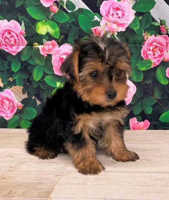 Yorkshire Terrier DOG Female Black / Tan 5706 Petland Pensacola, Florida