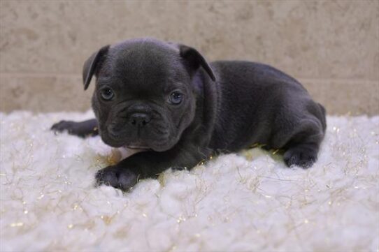 French Bulldog DOG Female Blue 5718 Petland Pensacola, Florida