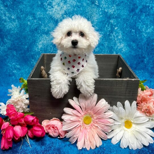 Bichon DOG Male White 5720 Petland Pensacola, Florida