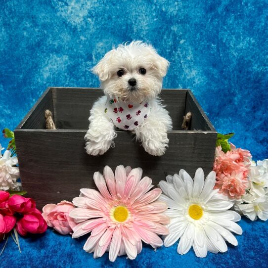 Maltese DOG Male White 5721 Petland Pensacola, Florida