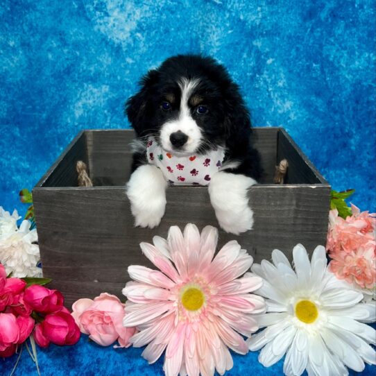 Miniature Australian Shepherd DOG Female Tri 5722 Petland Pensacola, Florida