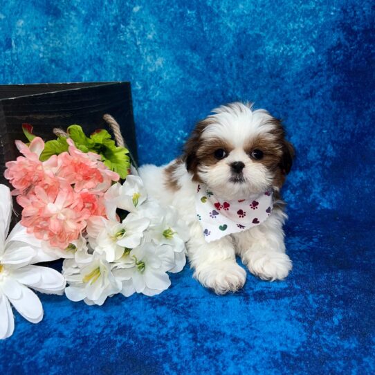 Shih Tzu DOG Female Golden/White 5723 Petland Pensacola, Florida