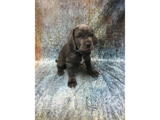 Neapolitan Mastiff DOG Male Blue 11114 Petland Pensacola, Florida