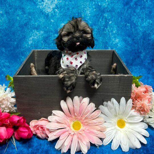 Lhasa Apso-DOG-Male-Golden/White-5724-Petland Pensacola, Florida