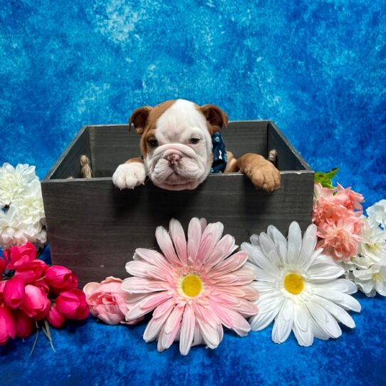 English Bulldog-DOG-Female-Lilc Fawn-5727-Petland Pensacola, Florida