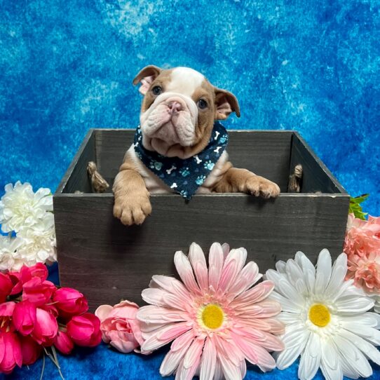 English Bulldog-DOG-Male-Lilac Fawn-5728-Petland Pensacola, Florida