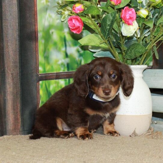 Dachshund DOG Female Chocolate / Tan 5762 Petland Pensacola, Florida