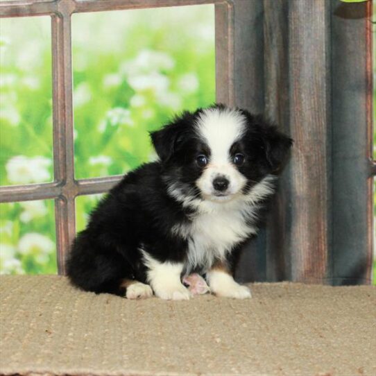 Australian Shepherd-DOG-Male-Black White / Tan-5763-Petland Pensacola, Florida