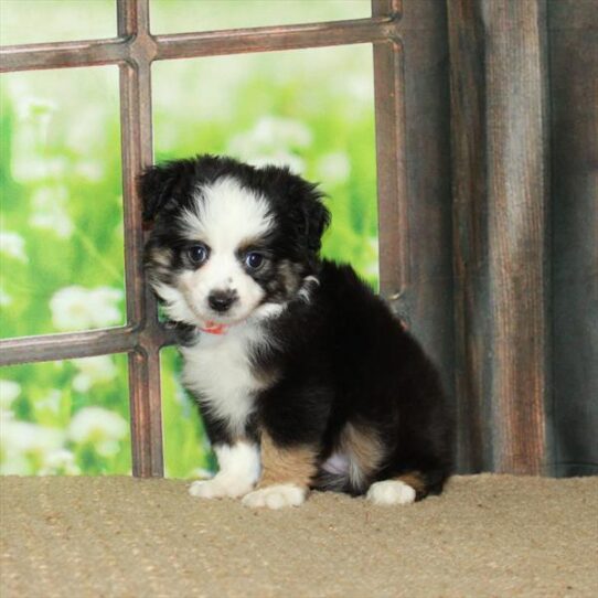 Australian Shepherd DOG Female Black White / Tan 5764 Petland Pensacola, Florida