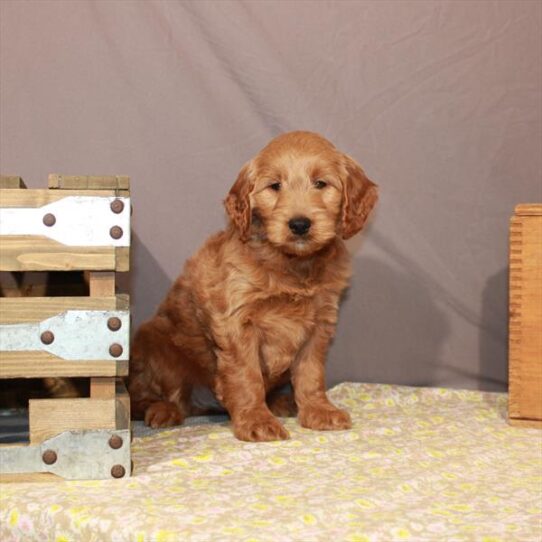 Mini Goldendoodle DOG Male Red 896 Petland Pensacola, Florida