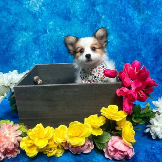 Papillon DOG Female Sable/White 5771 Petland Pensacola, Florida