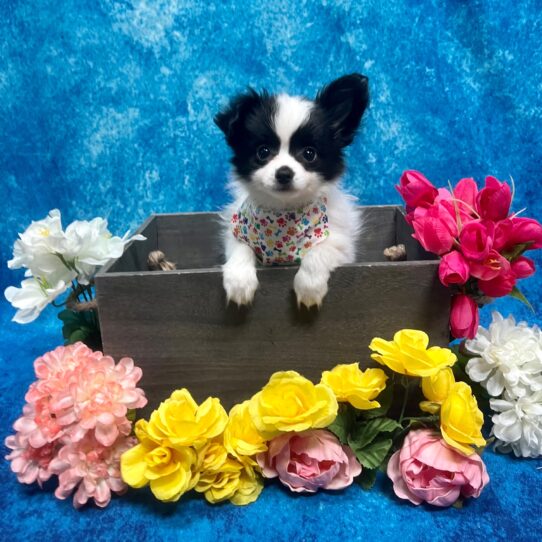 Papillon DOG Male Sable/White 5772 Petland Pensacola, Florida