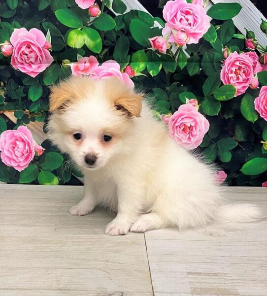 Pomeranian-DOG-Male-Cream-5775-Petland Pensacola, Florida