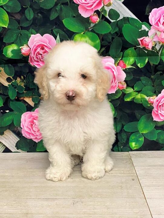 Poodle DOG Male White / Apricot 5777 Petland Pensacola, Florida