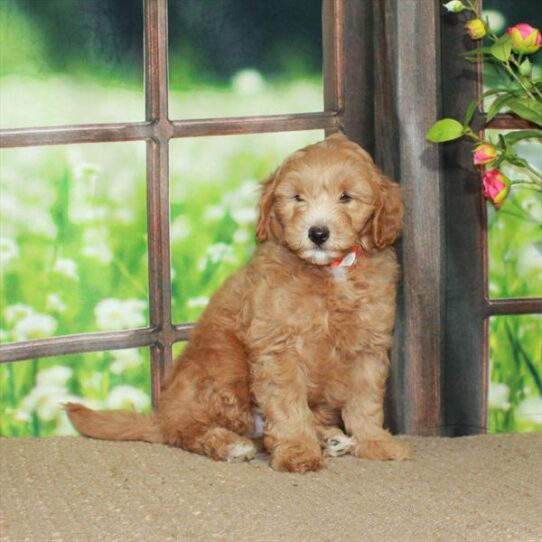 Goldendoodle Mini 2nd Gen DOG Male Red 5779 Petland Pensacola, Florida