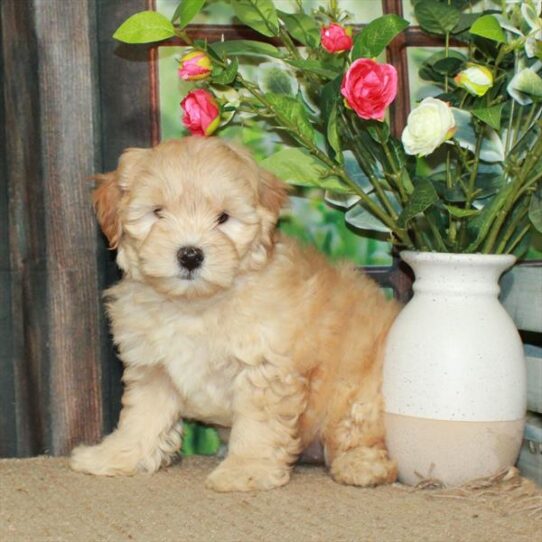 Goldendoodle Mini 2nd Gen DOG Female Golden 5781 Petland Pensacola, Florida